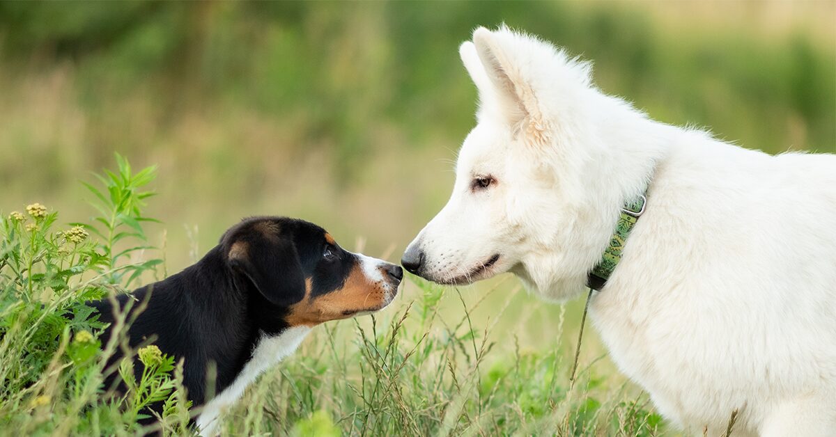 Redirecting Natural Digging Instincts